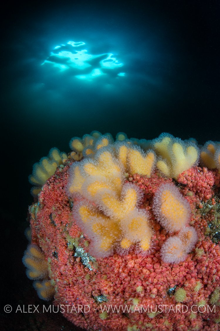 British Sea Colour. UK.