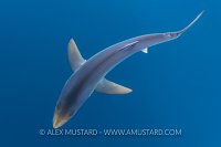 Blue Shark From Above. Cornwall, UK