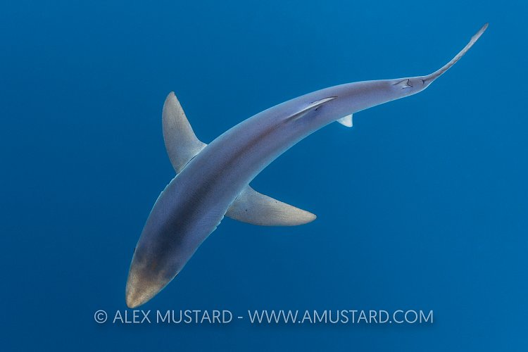 Blue Shark From Above. Cornwall, UK