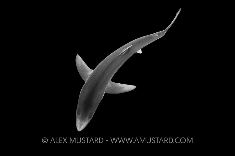 Blue Shark From Above. Cornwall, UK