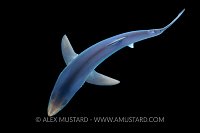 Blue Shark From Above. Cornwall, UK