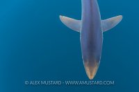 Blue Shark From Above. Cornwall, UK