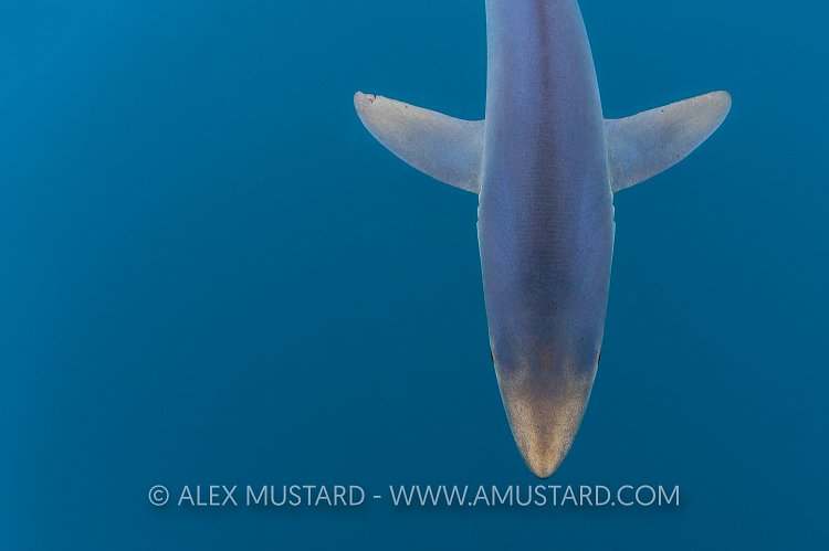 Blue Shark From Above. Cornwall, UK