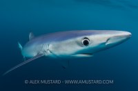 Blue Shark, Cornwall, UK