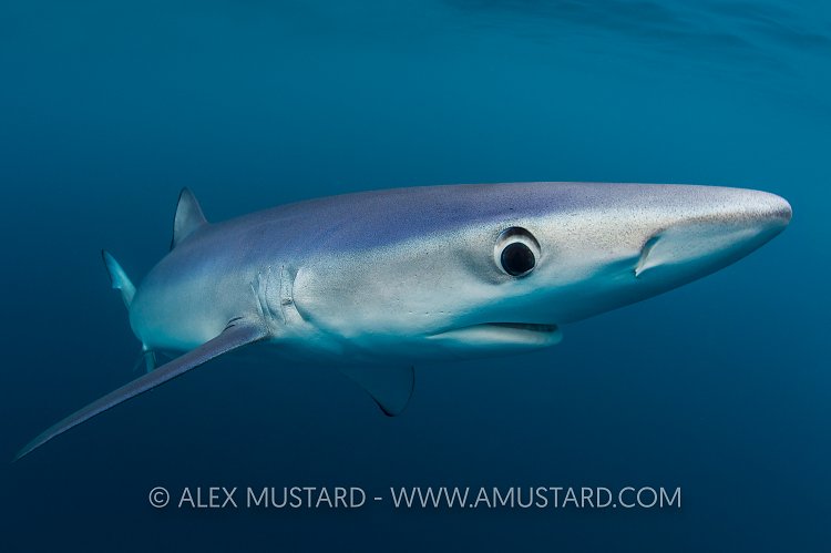 Blue Shark, Cornwall, UK
