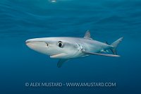 Blue Shark, Cornwall, UK