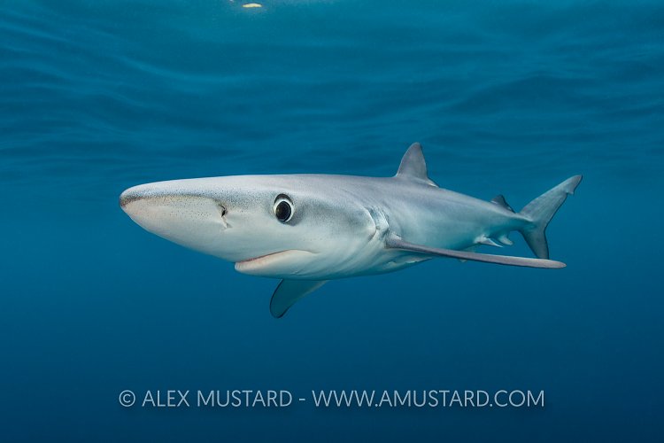Blue Shark, Cornwall, UK