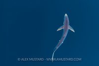 Blue Shark From Above. Cornwall, UK