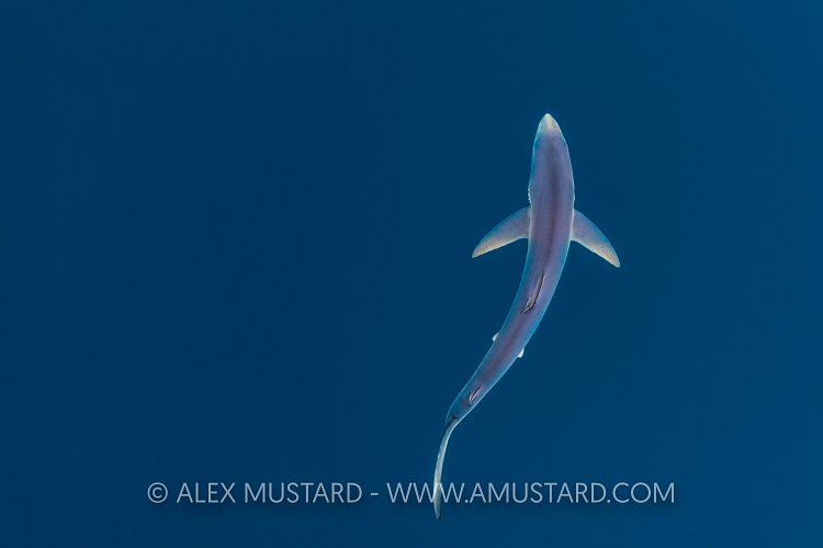 Blue Shark From Above. Cornwall, UK