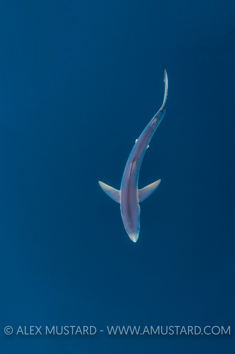 Blue Shark From Above. Cornwall, UK