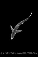 Blue Shark From Above. Cornwall, UK