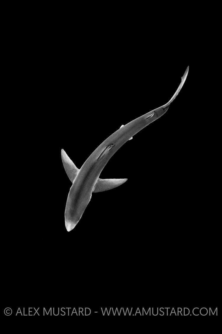 Blue Shark From Above. Cornwall, UK