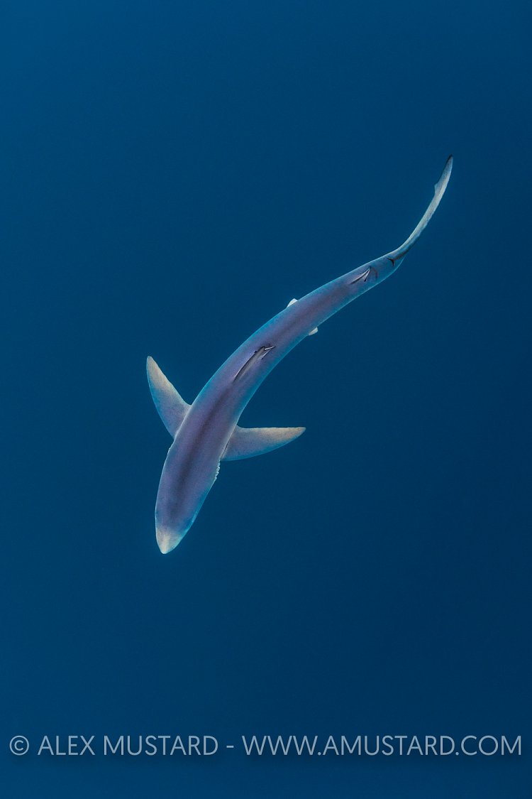 Blue Shark From Above. Cornwall, UK