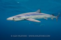 Blue Sharks Below Surface. Cornwall, UK