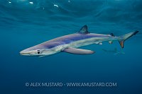 Blue Shark Below Surface. Cornwall, UK