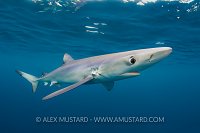 Blue Shark Below Surface. Cornwall, UK