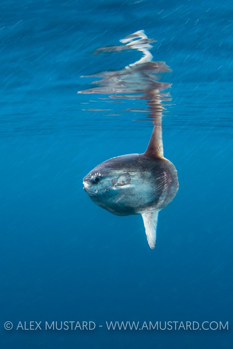 Sunfish At Surface. Cornwall, UK.