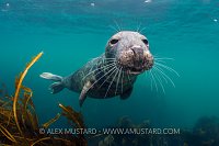 Curious Seal. UK