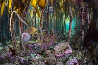 Inside a kelp forest. UK