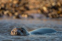 Grey Seal In Shallows. UK