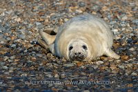 Grey Seal Pup On Beach. UK