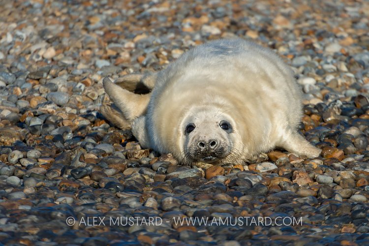 Grey Seal Pup On Beach. UK