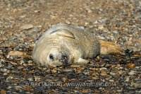 Grey Seal Pup On Beach. UK