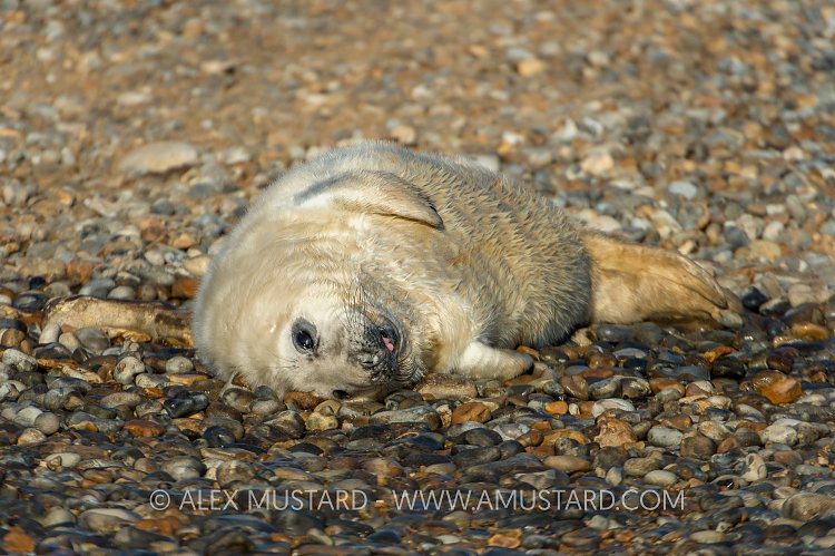 Grey Seal Pup On Beach. UK