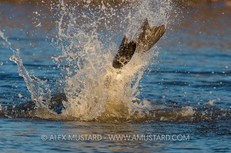 Playful Seal. UK