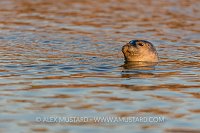 Common Seal At Surface. UK