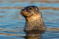 Common Seal Spy Hopping. UK