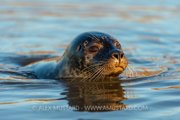 Surfacing Seal. UK.