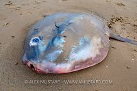Ocean Sunfish Stranding. UK