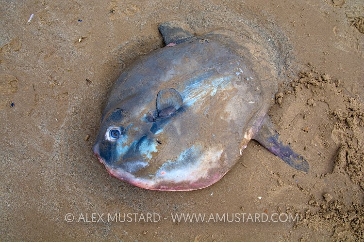 Ocean Sunfish Stranding. UK