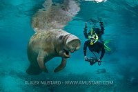 Diver with a Florida Manatee. USA
