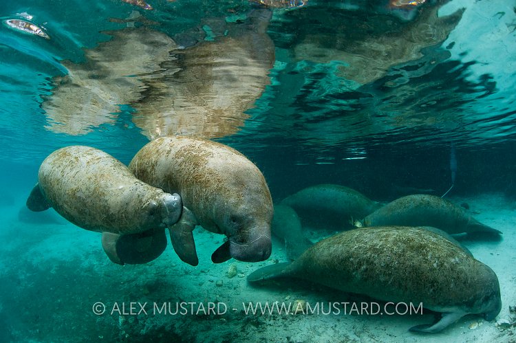 Florida manatee suckling. Florida, USA.