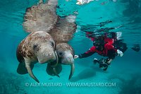 Manatee pair, with diver, Florida, USA.