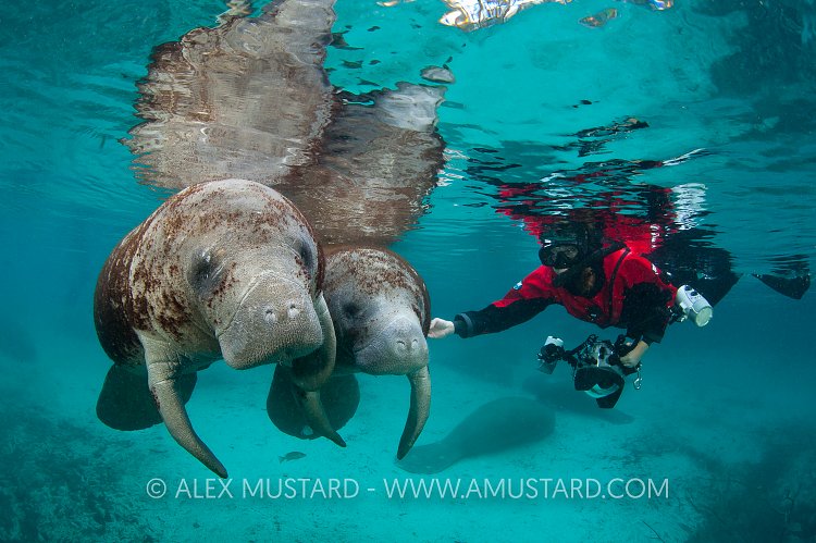 Manatee pair, with diver, Florida, USA.