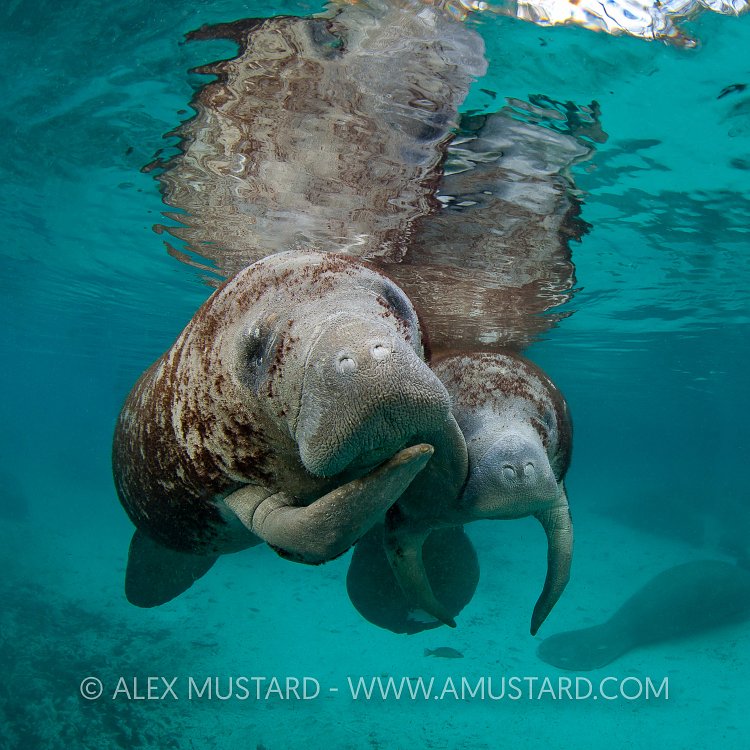 Pair of manatees. Florida, USA.