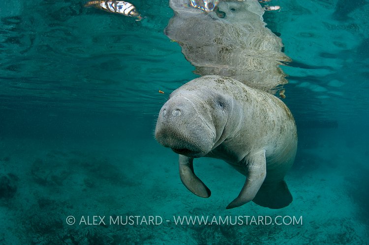 Florida manatee portrait. Florida, USA.