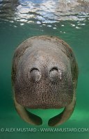 Manatee nose, Florida, USA.