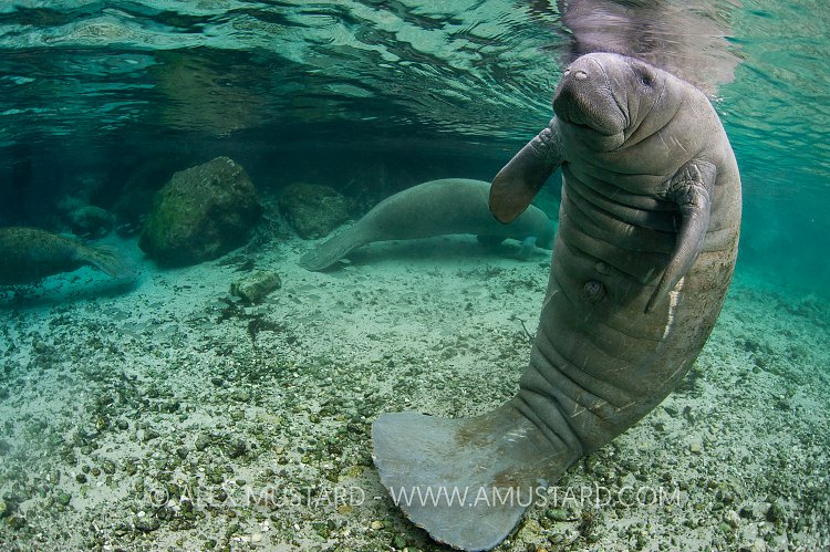 Florida manatee poses. Florida, USA.