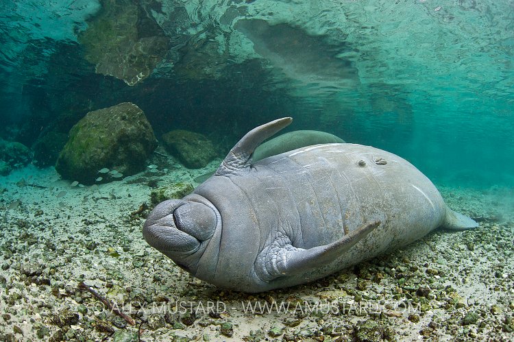 Manatee scratching. Florida, USA.