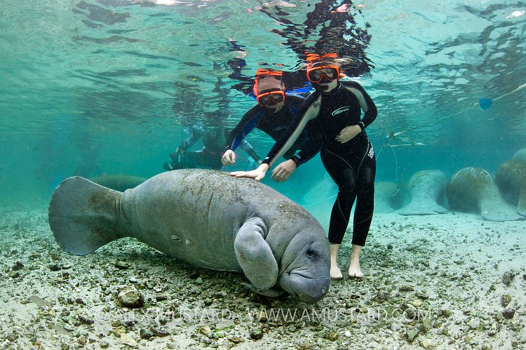 Snorkellers stroke manatee.