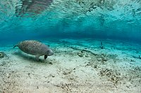 Lone manatee in spring. Florida, USA.