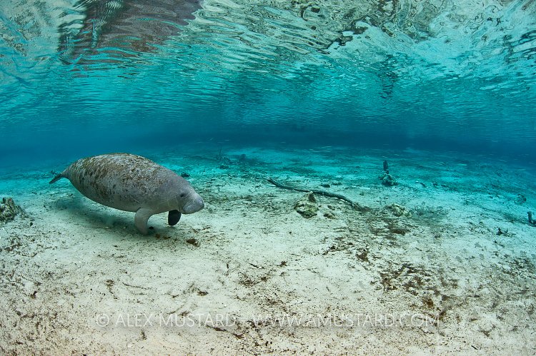 Lone manatee in spring. Florida, USA.