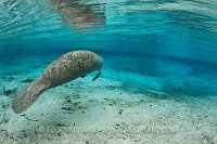 Manatee swims into spring, Florida, USA.