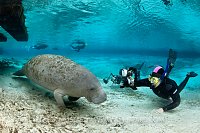 Snorkellers photograph a manatee. Florida, USA.