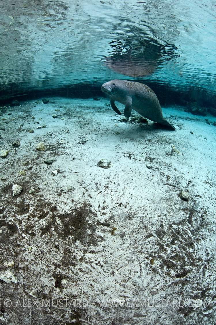 Lone manatee in spring. Florida, USA.