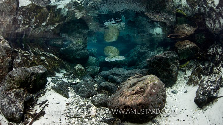 Manatee in shallow channel. Florida, USA